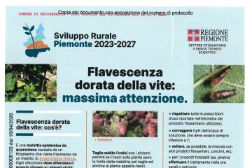 Flavescenza dorata della vite