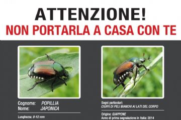 Insetto nocivo Popillia japonica